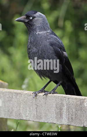 La Cornacchia nordici (Corvus monedula soemmerringii) Foto Stock