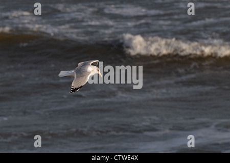 Aringa Gabbiano (Larus argentatus) Foto Stock