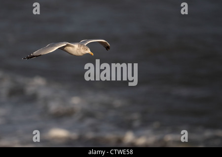 Aringa Gabbiano (Larus argentatus) Foto Stock