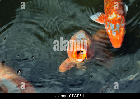 Fame rosso "carpe koi' pesci in laghetto giapponese Foto Stock