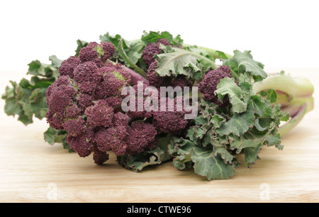 Viola broccoletti - profondità di campo - studio shot con uno sfondo bianco. Foto Stock