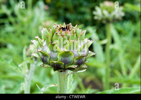 Il cardo testa in un giardino - o Cynara cardunculus close up appena prima della fioritura. Foto Stock