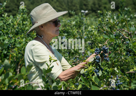 Mirtillo bush, New Jersey, STATI UNITI D'AMERICA Foto Stock