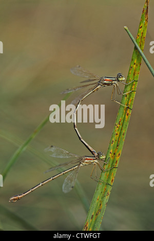 Meridionale Emerald Damselfly aka Migrant Spreadwing (Lestes barbarus) accoppiamento in tnadem Foto Stock