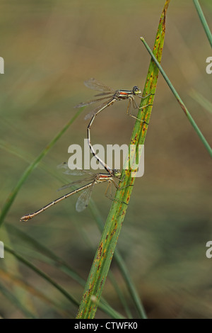 Meridionale Emerald Damselfly aka Migrant Spreadwing (Lestes barbarus) accoppiamento in tnadem Foto Stock