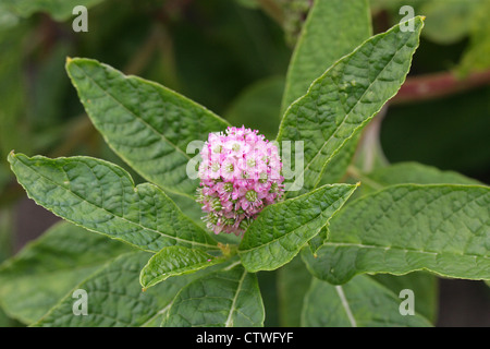 Batal, Batalin, Cinese Pokeweed, Duo Yao Shang Lu, phytolacca polyandra, Phytoaccaceae. La resa di frutti di bosco un colorante rosso cremisi. Foto Stock