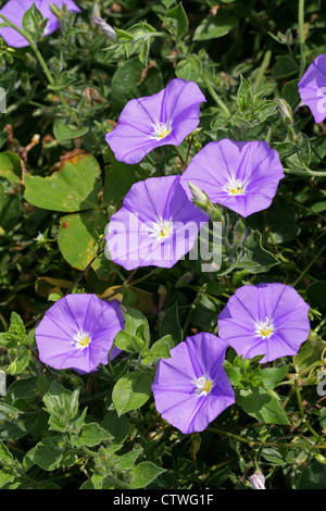 Roccia blu centinodia, Convolvulus sabatius, Convolvulaceae. L'Italia, in Sicilia e in Nord Africa. Noto anche come C. mauritanicus. Foto Stock