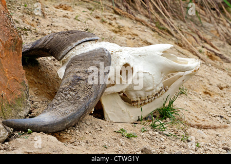 African Buffalo cranio Foto Stock