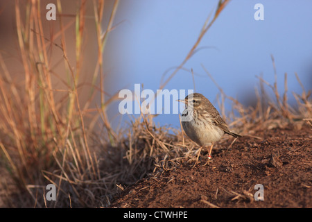 Berthelot's pipit (Anthus berthelotii) endemica di Isole Canarie e Madera Foto Stock