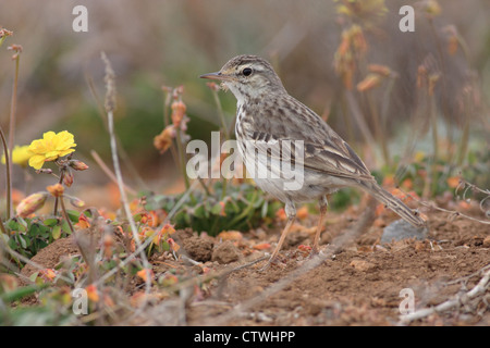 Berthelot's pipit (Anthus berthelotii) (endemica di Canarie e Madera) Foto Stock