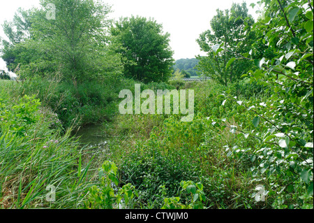 Tampone ripariali la crescita e lo streaming di recinzioni laterali lungo le rive di SWARR eseguire Lancaster, Pennsylvania Foto Stock