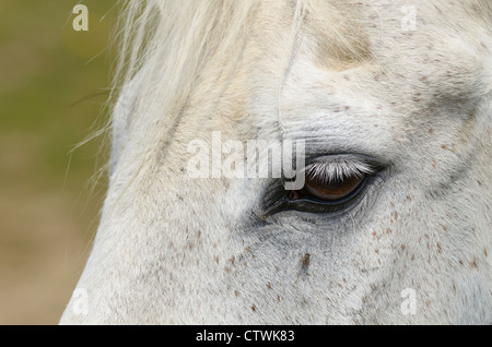 Occhio di un morso delle pulci grigio cavallo purosangue con mosca vicino a occhio Foto Stock