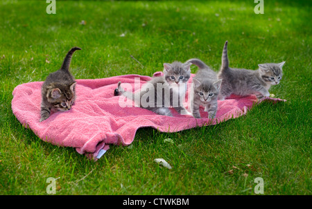 Quattro simpatici grigio tabby kitten cucciolata-compagni giocando su una coperta rosa sulla prima incursione su un verde prato Foto Stock