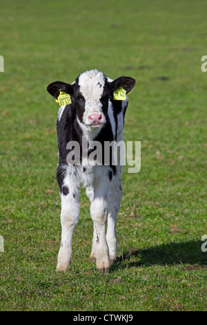 Polpaccio (Bos taurus) da latte di mucca contrassegnati in giallo di marchi auricolari in entrambe le orecchie in campo, Germania Foto Stock