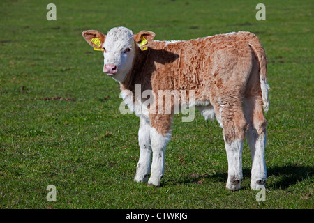 Polpaccio (Bos taurus) da domestico mucca contrassegnati in giallo di marchi auricolari in entrambe le orecchie in campo, Germania Foto Stock