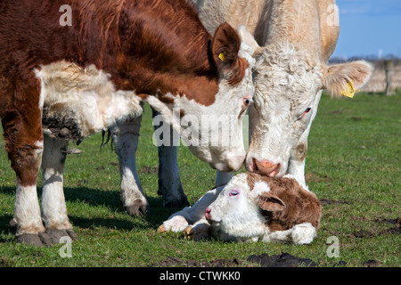Curioso vacche (Bos taurus) lo sniffing di vitello neonato in campo, Germania Foto Stock