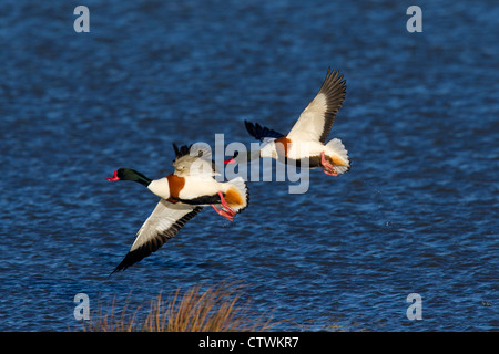 Shelduck comune (Tadorna tadorna) matura in volo, Germania Foto Stock