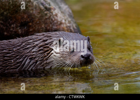 Lontra europea (Lutra lutra) close-up verticale Foto Stock