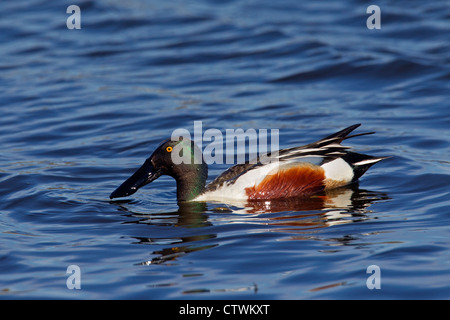 Northern mestolone (Anas clypeata) maschio nuoto nel lago Foto Stock