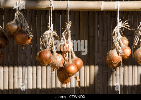 Cipolle appesi ad un gambo di bambù in autunno in Giappone Foto Stock