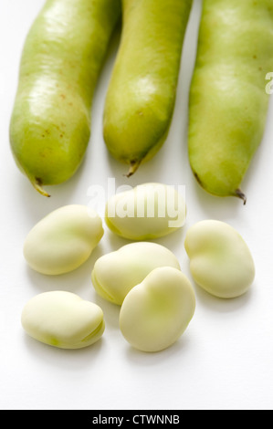 Le fave fresche o fava su uno sfondo bianco comprende cialde e fave sgusciate Foto Stock