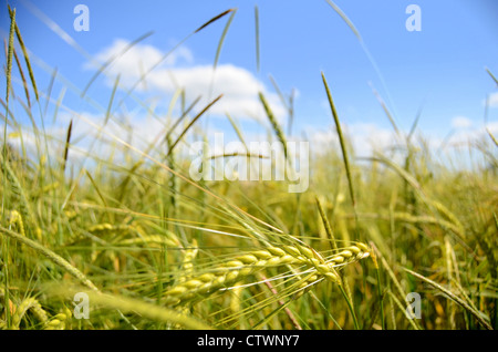 Campo di frumento Foto Stock