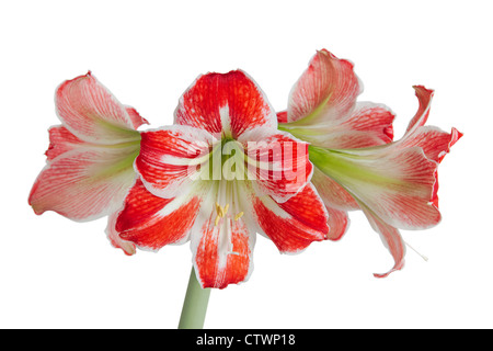 Gippeastrum, Amaryllis (latino Hippeastrum, Amaryllis), isolati su sfondo bianco Foto Stock