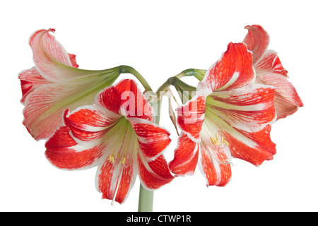 Gippeastrum, Amaryllis (latino Hippeastrum, Amaryllis), isolati su sfondo bianco Foto Stock