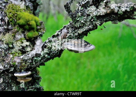 I funghi che crescono su tronco di albero. Parco Nazionale e Riserva di Katmai. Alaska, Stati Uniti d'America. Foto Stock
