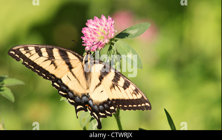 Una tigre a coda di rondine su un fiore di trifoglio. Foto Stock