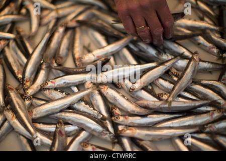 Sardine venduti al mercato Malaga Spagna Foto Stock