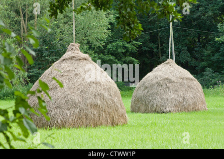 Haystacks vicino Lehde vicino a Luebbenau, Spreewald, Brandeburgo, Germania Foto Stock