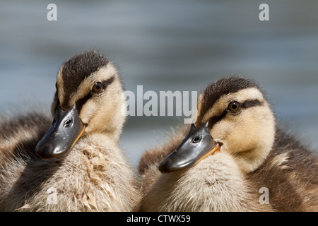 Mallard anatroccoli Foto Stock