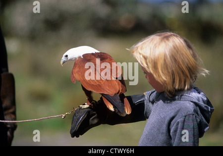 Ragazza giovane con un uccello o preda 'White-Bellied Sea Eagle" sul suo braccio. Foto Stock