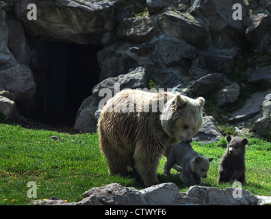 Orso bruno e lupetti nel giardino zoologico di Ankara Turchia Foto Stock