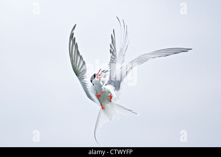 Arctic Tern (sterna paradisaea) due uccelli adulti combattimenti in mezzo-aria sopra di nido, farne Isles, Northumberland, England, Regno Unito, Europa Foto Stock