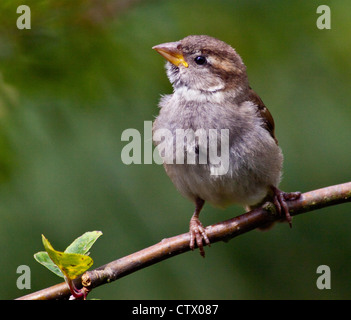 I capretti casa passero (passer domesticus), Regno Unito Foto Stock