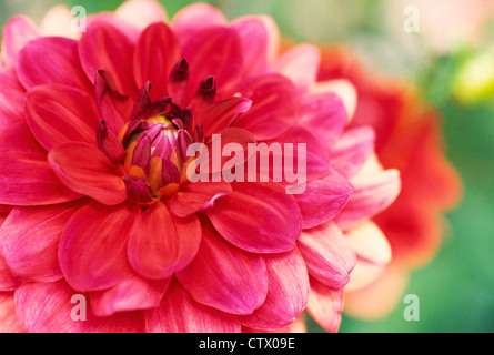 Un close-up di un Fiore Dahlia. Foto Stock