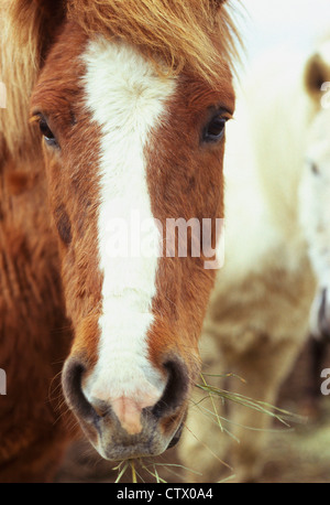 Un paio di cavalli islandesi. Foto Stock