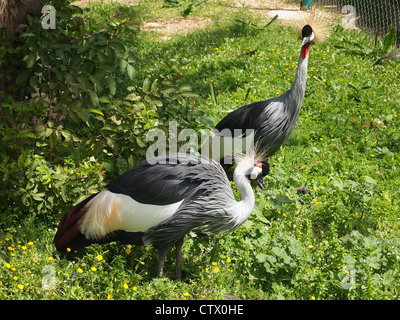 Un paio di interessanti uccelli Foto Stock