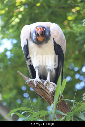 Un King Vulture, presso lo Zoo di Londra, a Regent's Park, London, England, Regno Unito Foto Stock