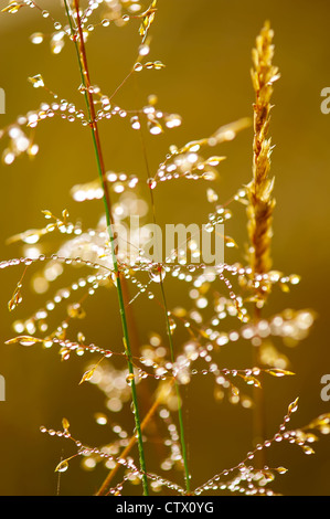 Rugiada di mattina. Fulgido di gocce di acqua sull'erba su golden la luce del sole. Profondità di campo Foto Stock