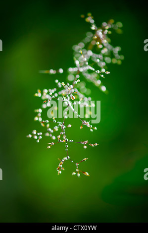 Rugiada di mattina. Fulgido di gocce di acqua su erba sulla foresta verde dello sfondo. Versione alto contrasto dell'immagine. Profondità di campo Foto Stock