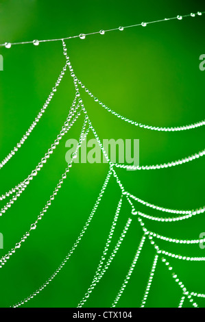 Rugiada di mattina. Fulgido di gocce di acqua su spiderweb sulla natura verde dello sfondo. Profondità di campo Foto Stock