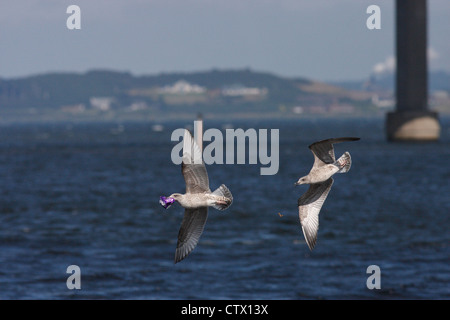 Due bambini Unione gabbiani reali (Larus argentatus) che si rincorrono con un involucro di cioccolato, Inverness, Scotland, Regno Unito Foto Stock