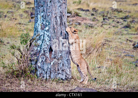 African Lion Cub Panthera leo, cerca di arrampicarsi su un albero, il Masai Mara riserva nazionale, Kenya Foto Stock