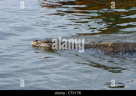 L'elemento di monitoraggio presenza acqua nuotare nel fiume Maduwa (Madu Ganga), Sri Lanka Foto Stock