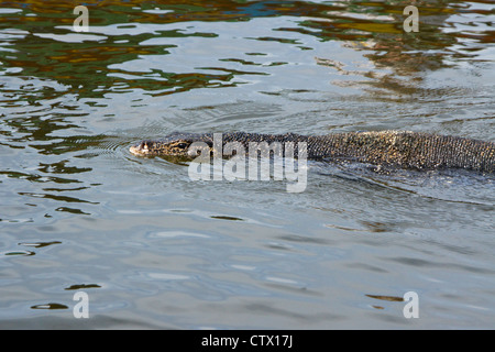 L'elemento di monitoraggio presenza acqua nuotare nel fiume Maduwa (Madu Ganga), Sri Lanka Foto Stock