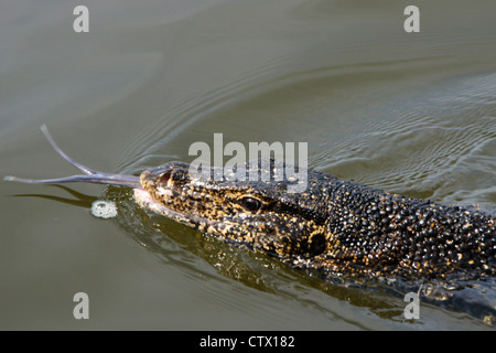 L'elemento di monitoraggio presenza acqua nuotare nel fiume Maduwa (Madu Ganga), Sri Lanka Foto Stock