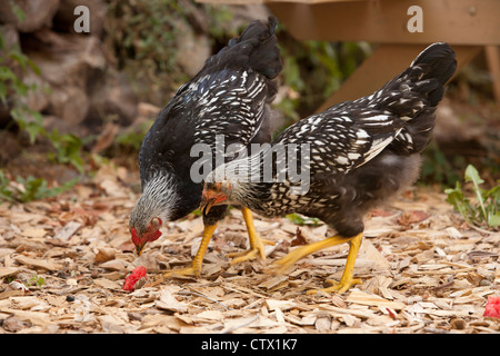 Free range argento Wyandotte cucita del Gallo e gallina mangiando anguria, becchettare e graffi intorno a. Foto Stock